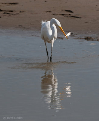 Ardea egretta - Great Egret - Grote zilverreiger PSLR-7244.jpg