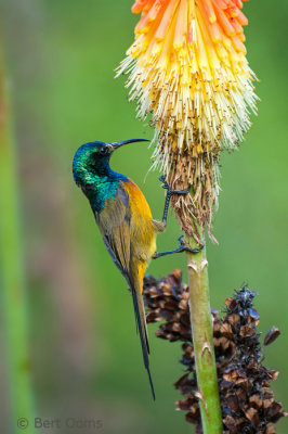 Orange-breasted Sunbird - Anthobaphes violacea PSLR-1416.jpg