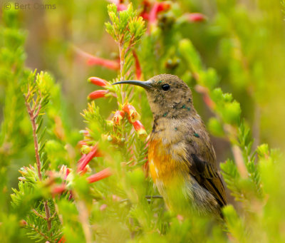 Juvenile Orange-breasted Sunbird KPSLR-1377.jpg