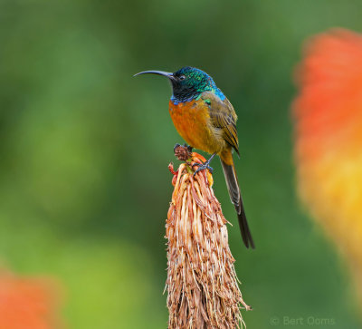 Orange-breasted Sunbird PSLR-1422.jpg