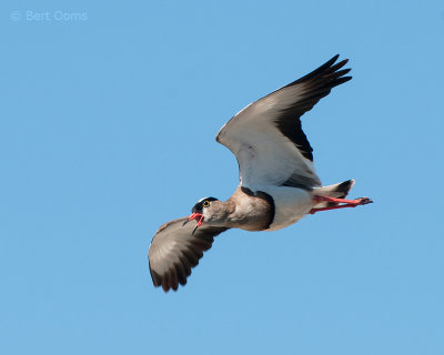 Crowned Lapwing - Vanellus coronatus PSLR-1633.jpg