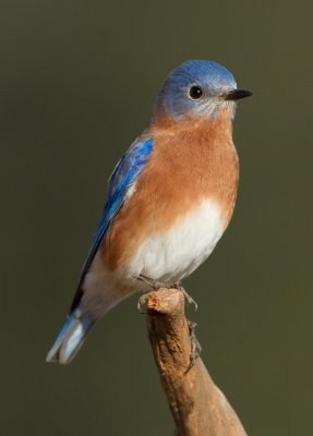 Bluebirds at Bear Creek Park