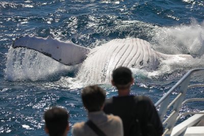 Humpback Whale splash