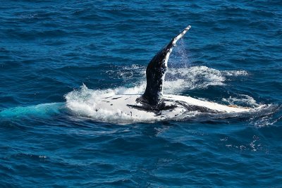 Humpback Whale fin slap