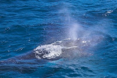 Humpback Whale blows a bit of air