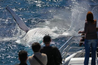 Humpback Whale splash!