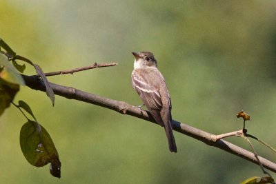 Eastern Wood-Pewee, NC