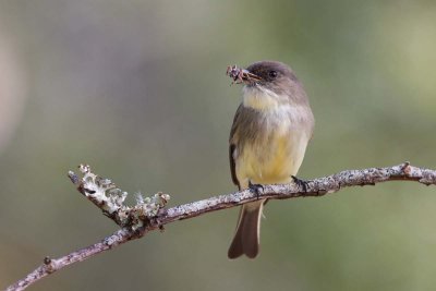 Eastern Phoebe, NC