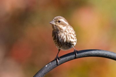 Purple Finch, NC