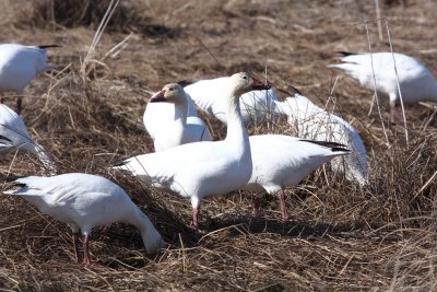 Snow Geese, Pea Island NWR 1/21/2013
