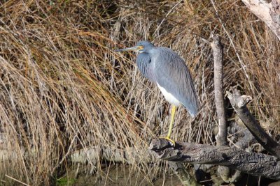 Tri-colored Heron, NC