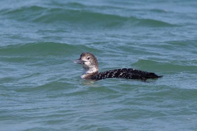 Common Loon, NC