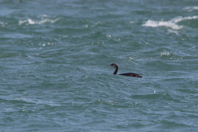 Pacific Loon, NC