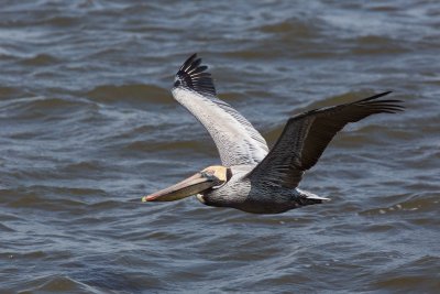 Brown Pelican, NC