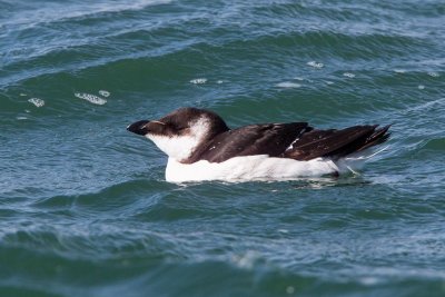 Razorbill, NC