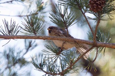 Common Redpoll, NC