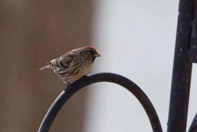 Common Redpoll, NC