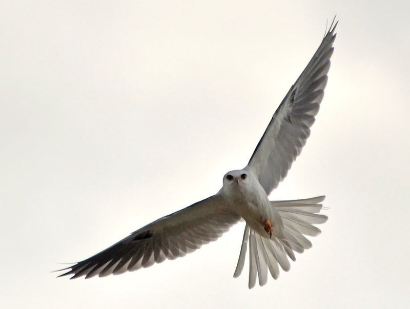 White-tailed Kite Stare