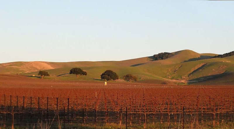 Napa Grapevines