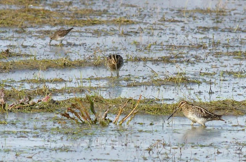 Snipes in the Mud