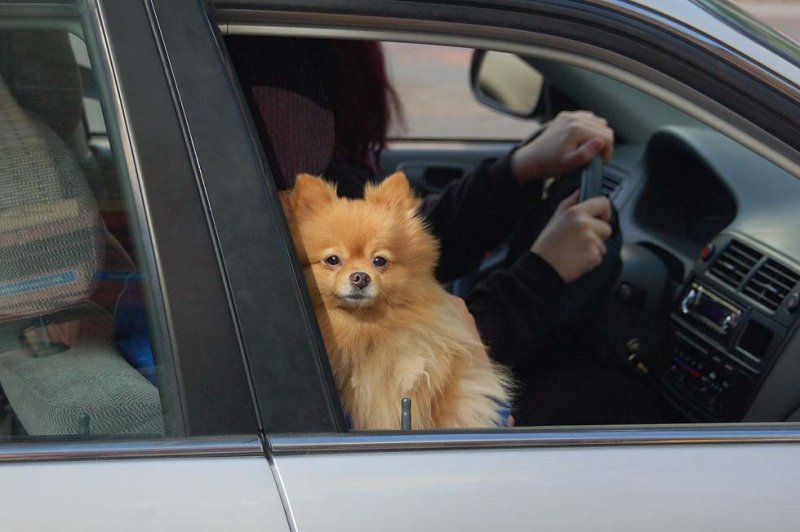 Pomeranian Pup