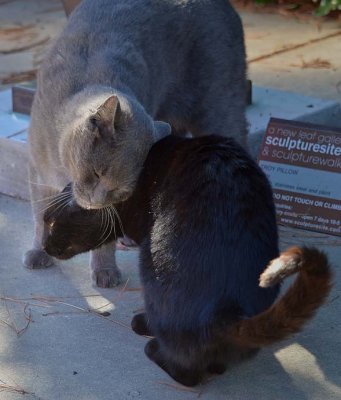 Lovey Kitties