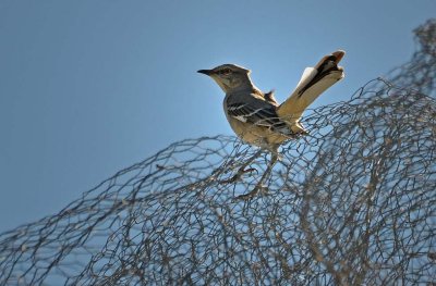 Mockingbird on Wire