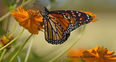 Monarch in Greens and Golds