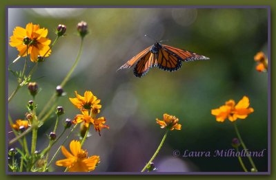 Floating Above the Flowers