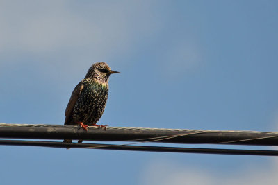 Colorful Starling
