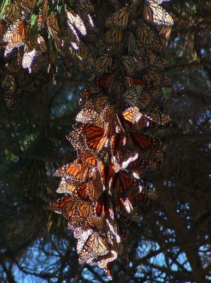 A Clump of Monarchs