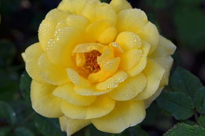 Big Yellow Rose