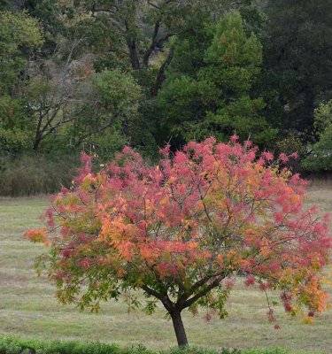 Multi-Colored Tree