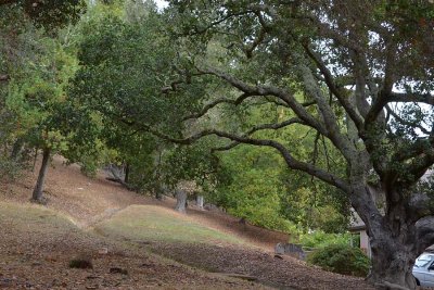 Hillside Trees