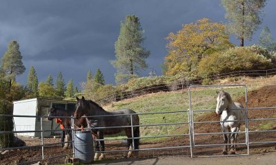 Three Horses & Hillside