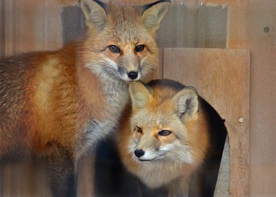 Two Handsome Foxes