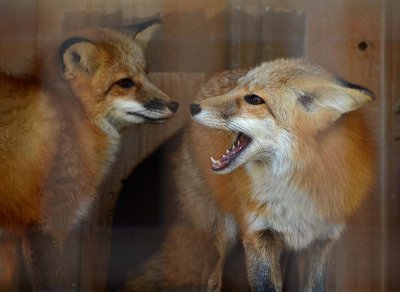 Sharp Teeth