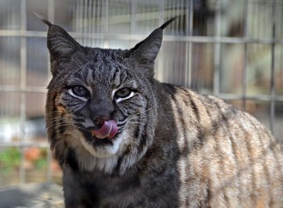 Bobcat Lick