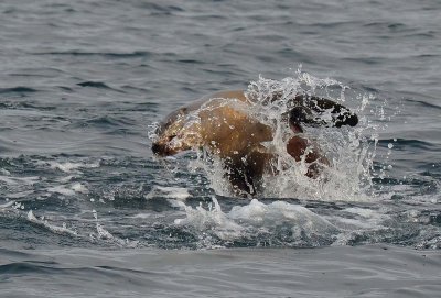 Sea Lion In Action