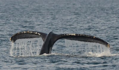 Tail Waterfall