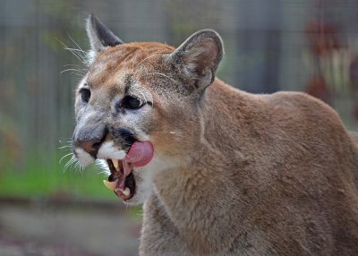 Licking His Chops