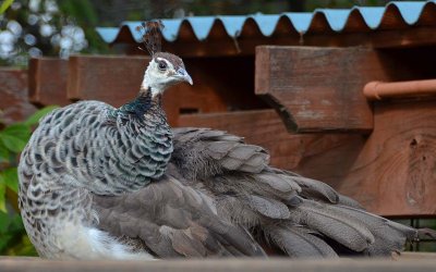 Peahen