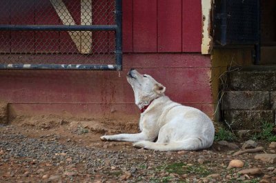 Marcus, a Livestock Guarding Dog