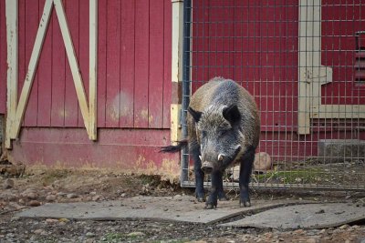 Pig at Barn