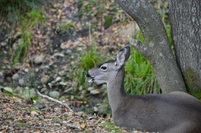 Resting Deer