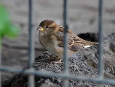 Sparrow Behind Bars