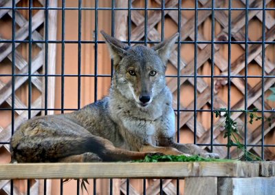 Resting Coyote