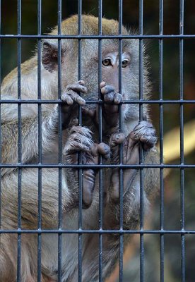 Macaque Toes