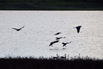 Geese and Heron Silhouetted