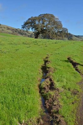 Tracks to the Trees